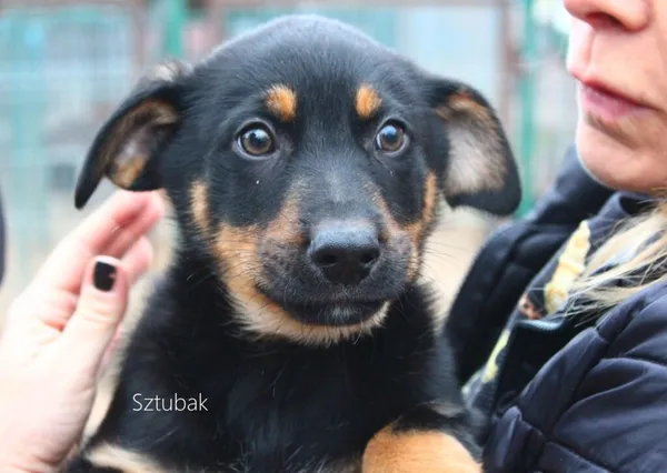 Pies do adopcji, Przyborówko, 13 grudnia 2022 (1/3)