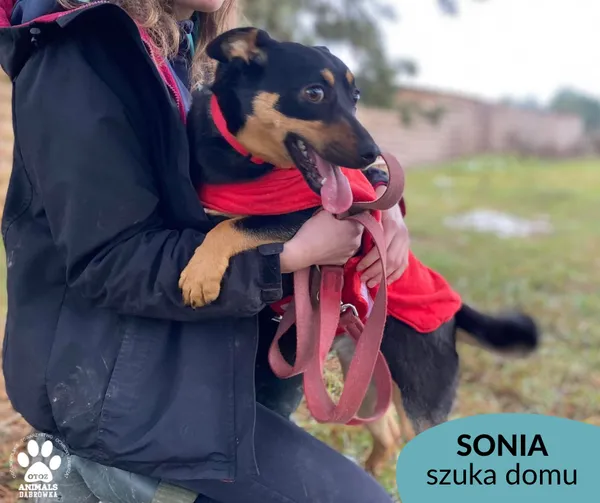 Pies do adopcji, Dąbrówka, 14 grudnia 2022 (1/4)