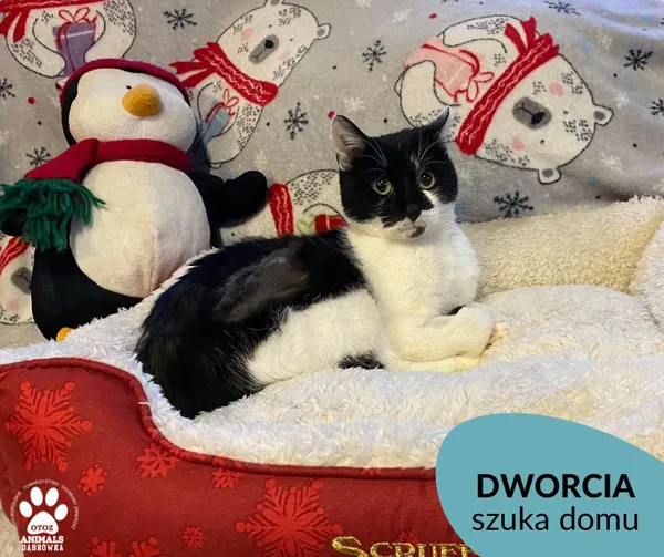 Kot do adopcji, Dąbrówka, 14 grudnia 2022 (1/4)