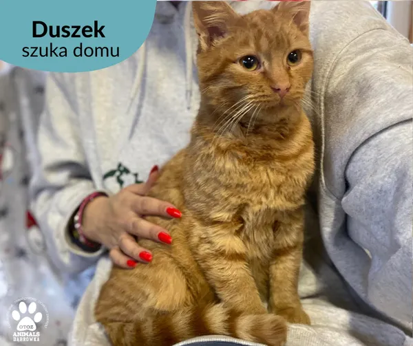 Kot do adopcji, Dąbrówka, 14 grudnia 2022 (2/3)