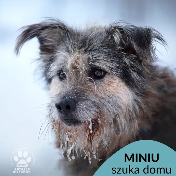 Pies do adopcji, Gdynia, 14 grudnia 2022 (1/5)