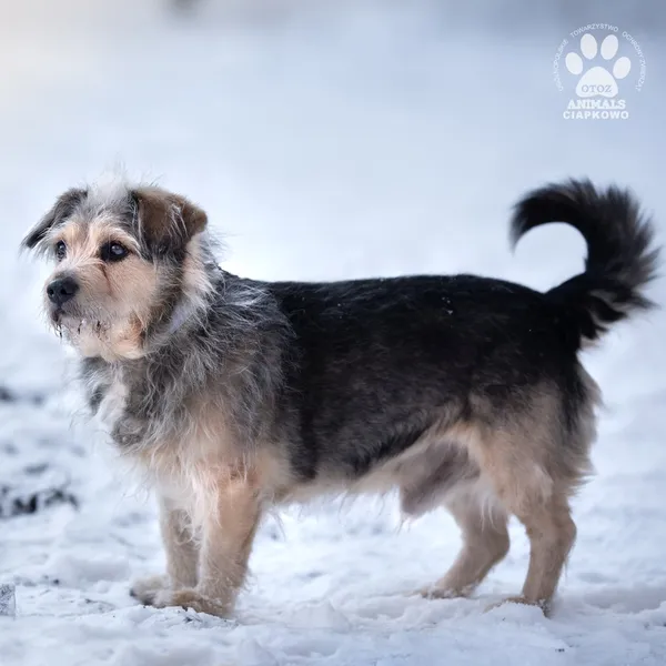 Pies do adopcji, Gdynia, 14 grudnia 2022 (2/5)