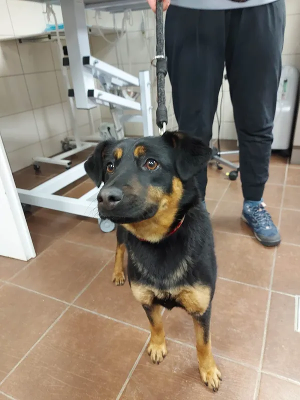 Pies do adopcji, Zielona Góra, 17 grudnia 2022