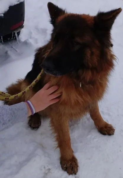 Znaleziono psa, Radom, 18 grudnia 2022