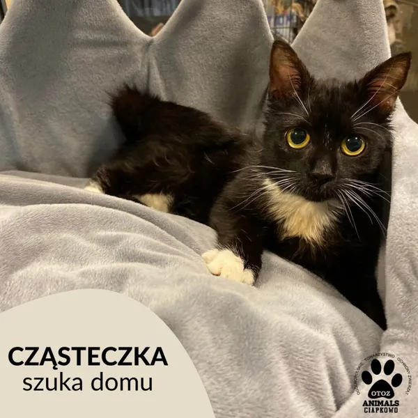 Kot do adopcji, Gdynia, 20 grudnia 2022