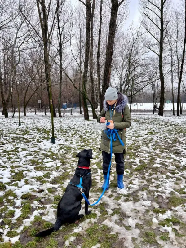 Znaleziono psa, Warszawa, 19 grudnia 2022 (2/5)