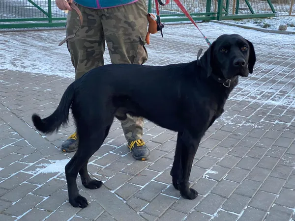 Znaleziono psa, Bydgoszcz, 19 grudnia 2022