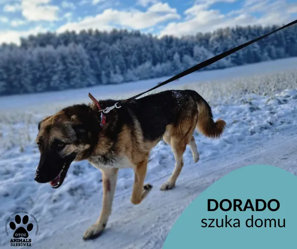 Pies do adopcji, Dąbrówka, 21 grudnia 2022 (1/3)