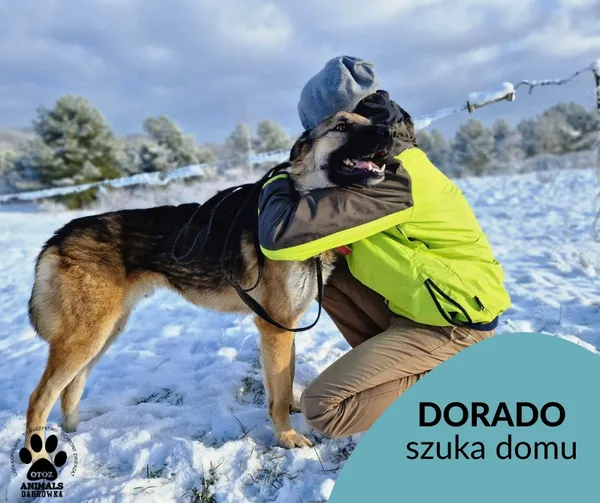 Pies do adopcji, Dąbrówka, 21 grudnia 2022 (2/3)