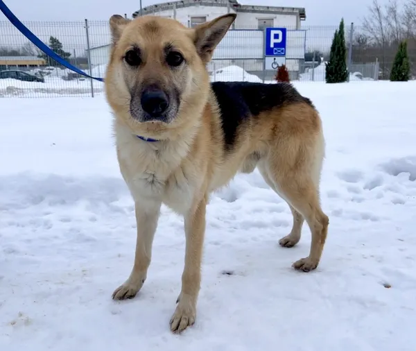 Znaleziono psa, Puławy, 21 grudnia 2022