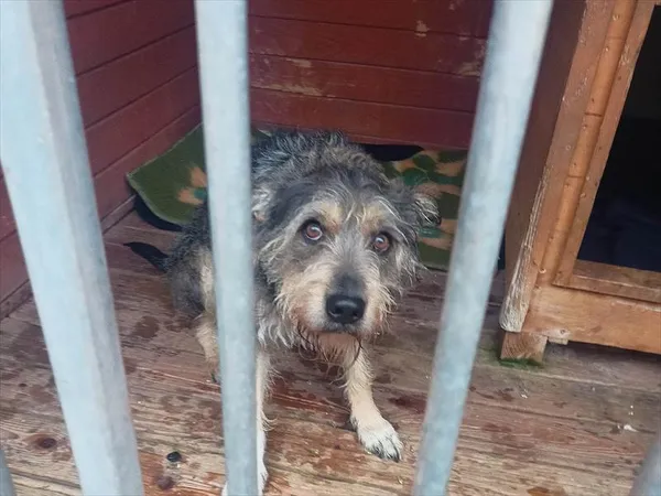 Znaleziono psa, Gorzów Wielkopolski, 21 grudnia 2022