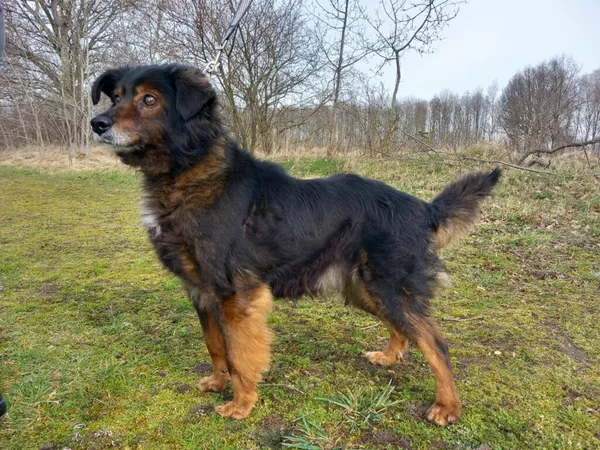 Znaleziono psa, Henrykowo, 20 grudnia 2022 (2/4)