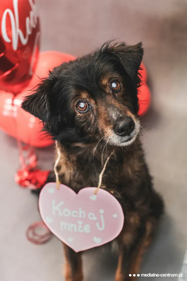 Znaleziono psa, Henrykowo, 20 grudnia 2022 (3/4)