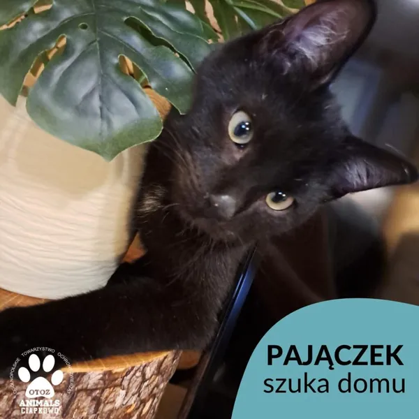 Kot do adopcji, Gdynia, 27 grudnia 2022