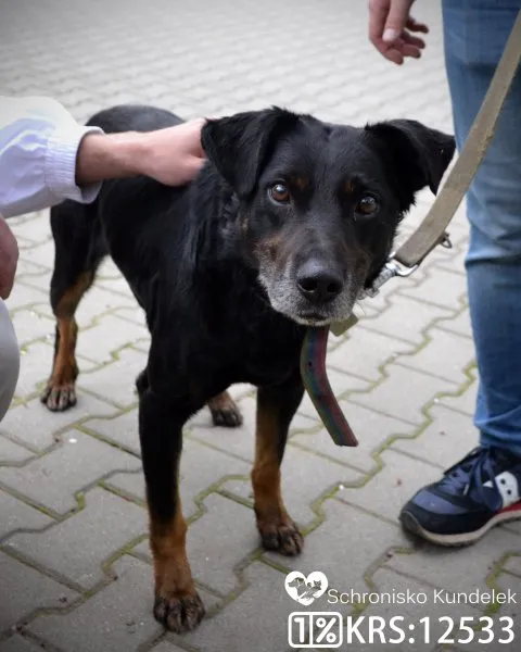 Pies do adopcji, Rzeszów, 4 czerwca 2021 (2/5)