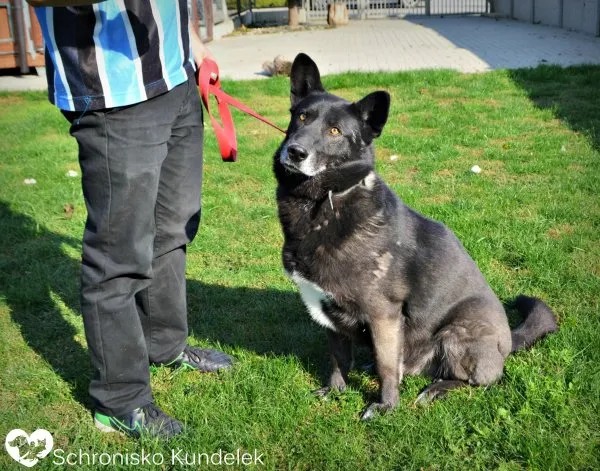 Pies do adopcji, Rzeszów, 15 sierpnia 2017 (1/5)