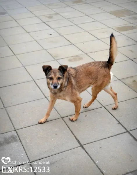 Pies do adopcji, Rzeszów, 3 listopada 2014 (1/5)