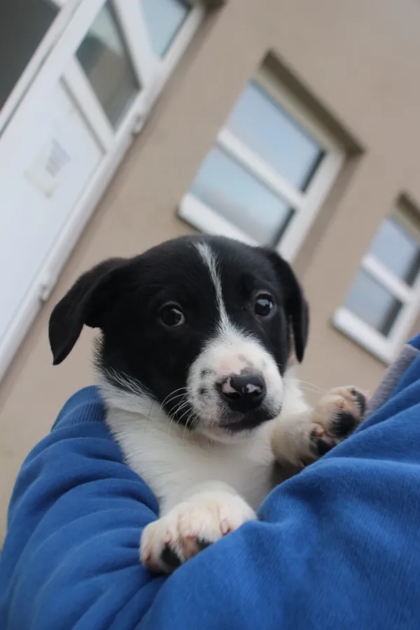 Pies do adopcji, Kielce, 29 grudnia 2022