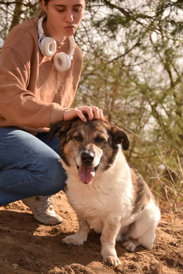 Pies do adopcji, Radom, 18 lipca 2025 (1/5)