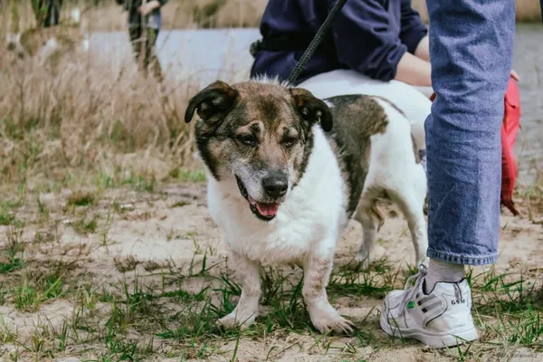 Pies do adopcji, Radom, 18 lipca 2025 (4/5)