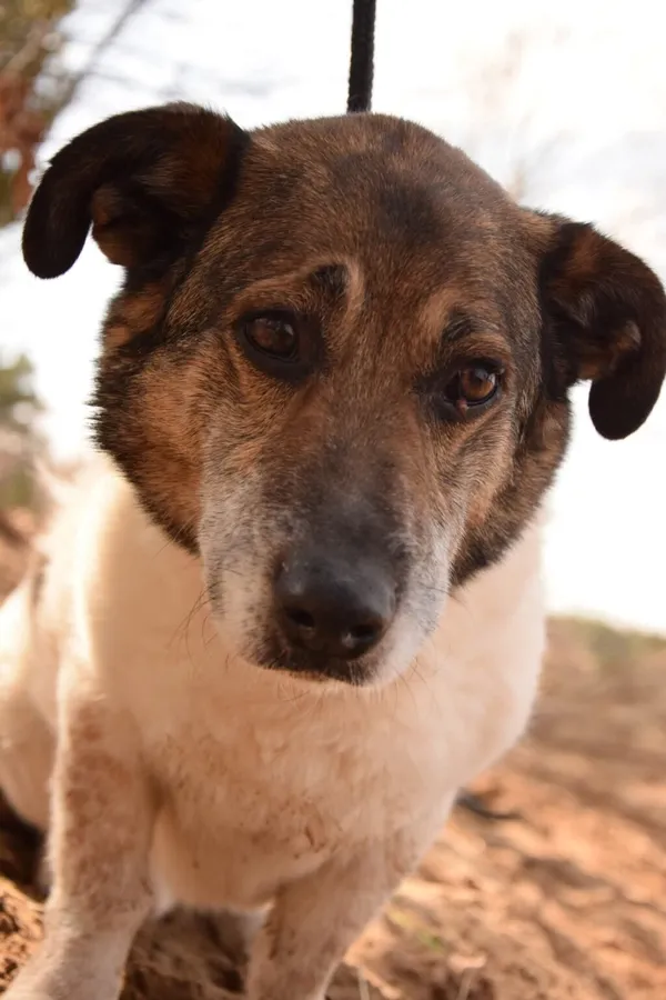 Pies do adopcji, Radom, 18 lipca 2025 (5/5)