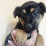 Pies do adopcji