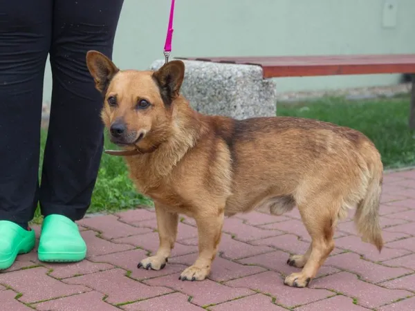 Pies do adopcji, Skałowo, 6 grudnia 2022 (2/2)