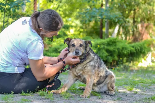 Pies do adopcji, Radom, 4 października 2024 (4/5)