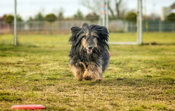 Pies do adopcji, Skałowo, 26 października 2022 (3/4)