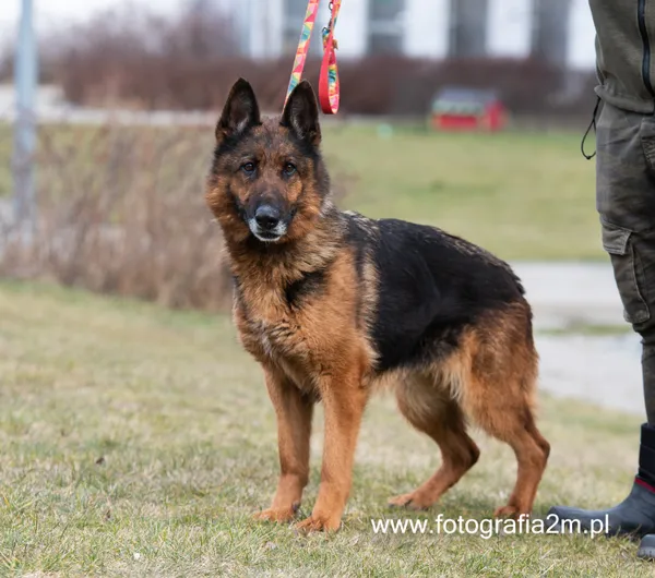 Znaleziono psa, Lublin, 2 stycznia 2023