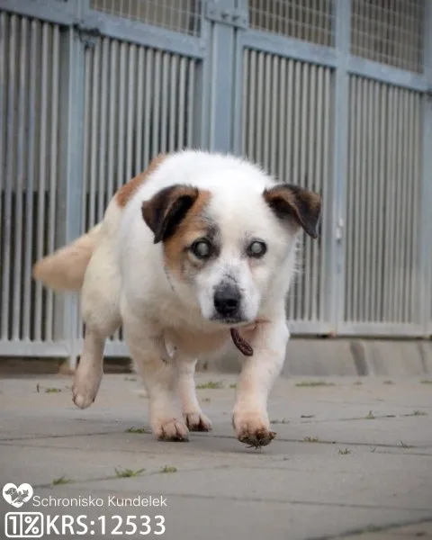 Pies do adopcji, Rzeszów, 3 stycznia 2023