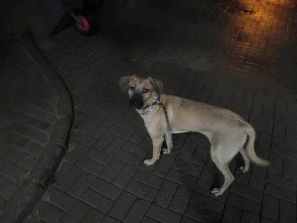 Znaleziono psa, Gdańsk, 4 stycznia 2023