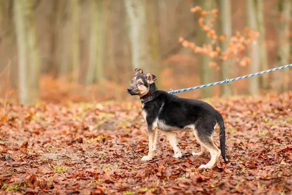 Pies do adopcji, Elbląg, 27 grudnia 2022 (5/5)