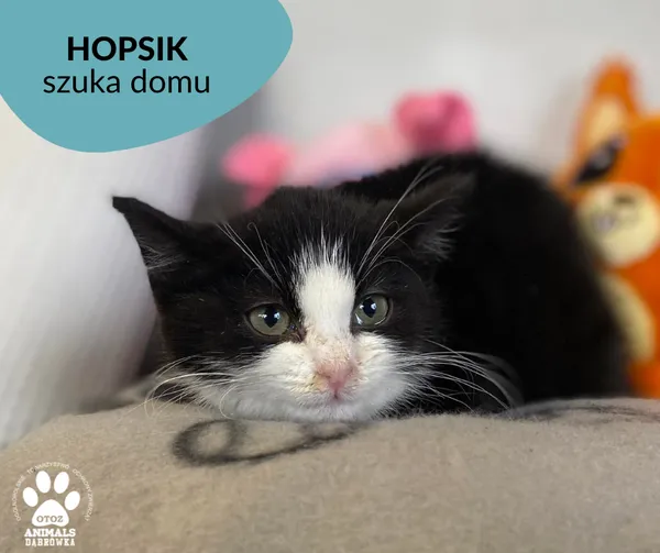 Kot do adopcji, Dąbrówka, 5 stycznia 2023 (2/3)