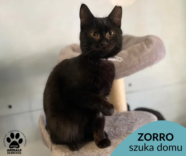 Kot do adopcji, Dąbrówka, 5 stycznia 2023