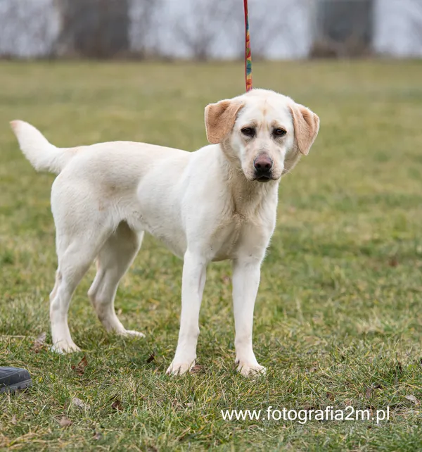 Znaleziono psa, Lublin, 4 stycznia 2023