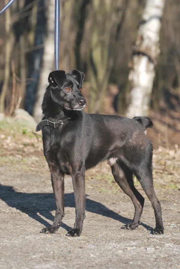 Pies do adopcji, Sosnowiec, 12 lutego 2021 (3/5)