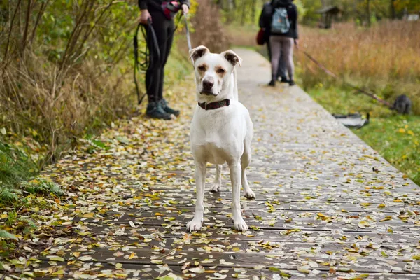 Pies do adopcji, Sosnowiec, 12 listopada 2021 (5/5)