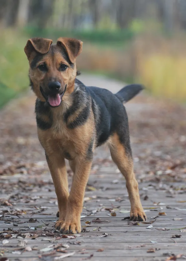 Pies do adopcji, Sosnowiec, 8 listopada 2022 (1/3)