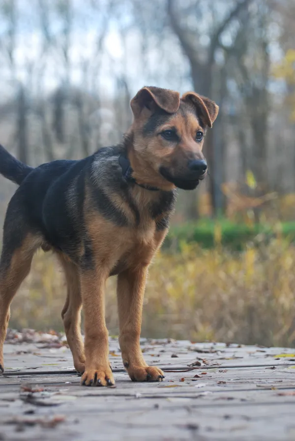 Pies do adopcji, Sosnowiec, 8 listopada 2022 (2/3)