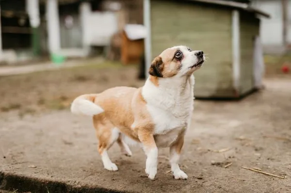 Pies do adopcji, Jabłonna, 9 stycznia 2023 (3/5)