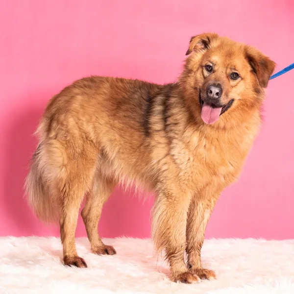 Pies do adopcji, Gdańsk, 11 stycznia 2023