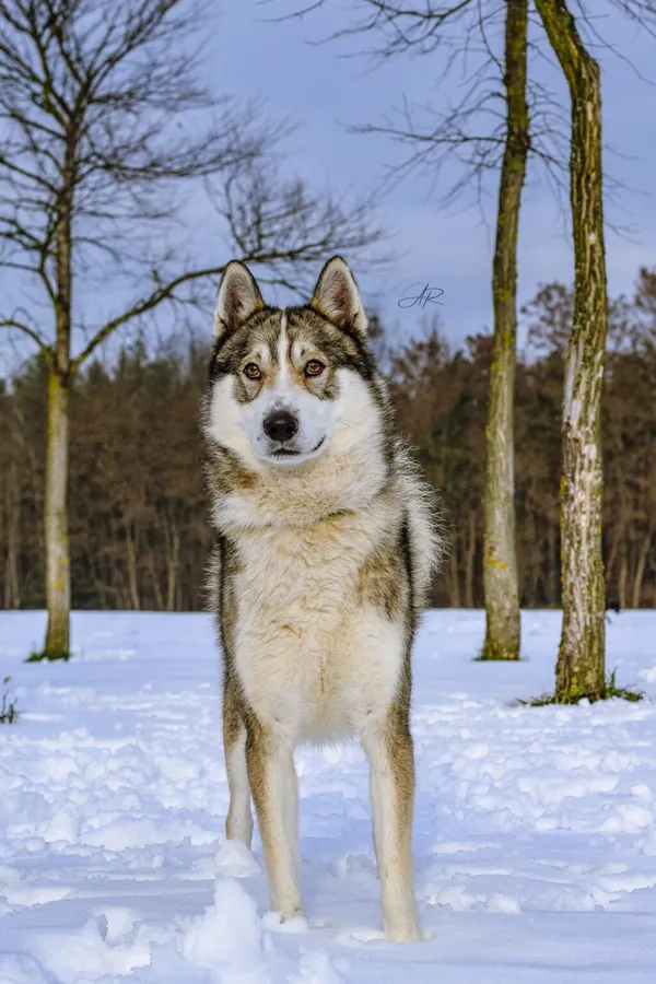 Pies do adopcji, Radom, 11 stycznia 2023 (4/5)