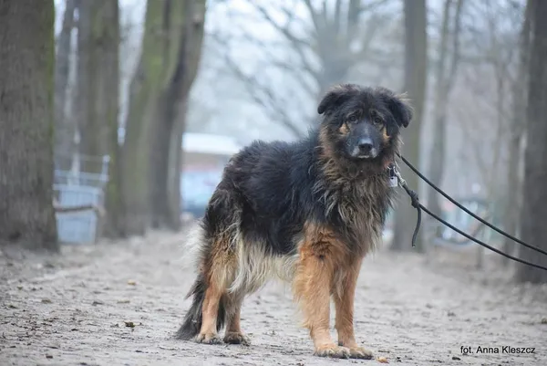 Znaleziono psa, Toruń, 1 grudnia 2022