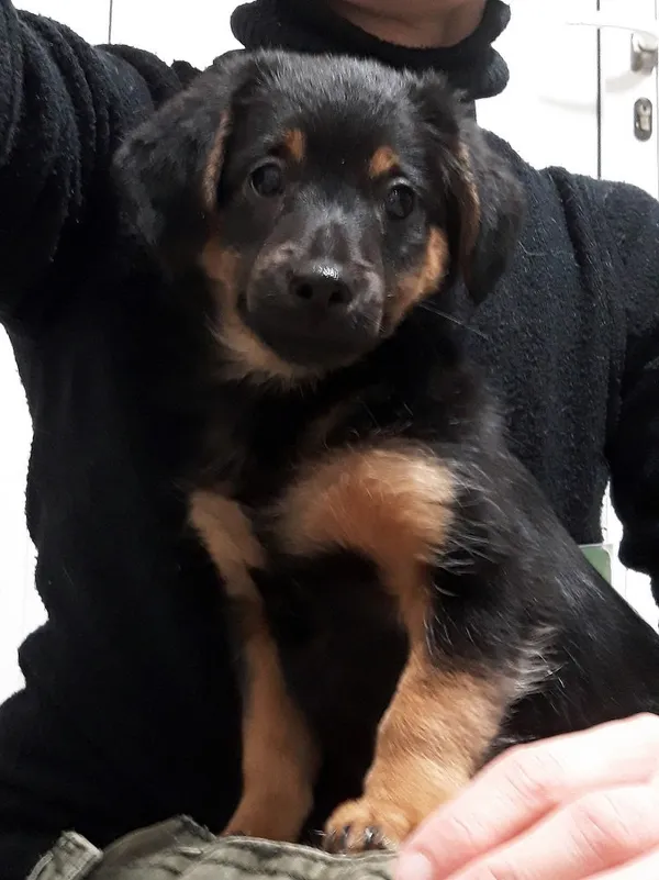 Pies do adopcji, Włocławek, 13 stycznia 2023 (1/2)