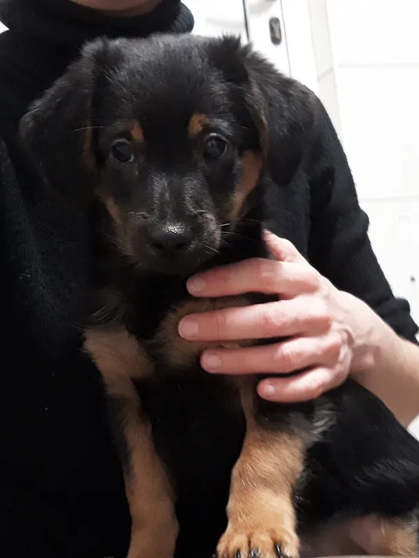Pies do adopcji, Włocławek, 13 stycznia 2023 (2/2)