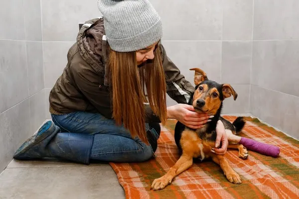 Pies do adopcji, Elbląg, 10 stycznia 2023 (3/3)