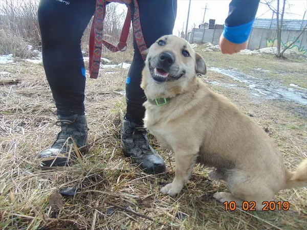 Pies do adopcji, Racibórz, 27 października 2019