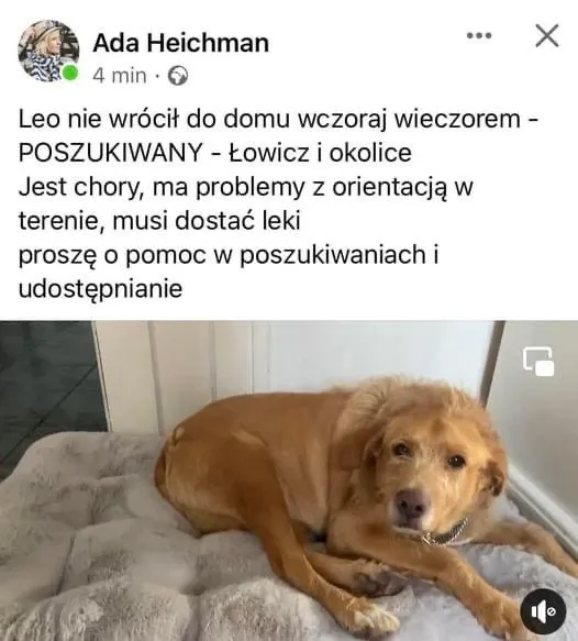 Zaginął pies, Łódź, 24 grudnia 2022