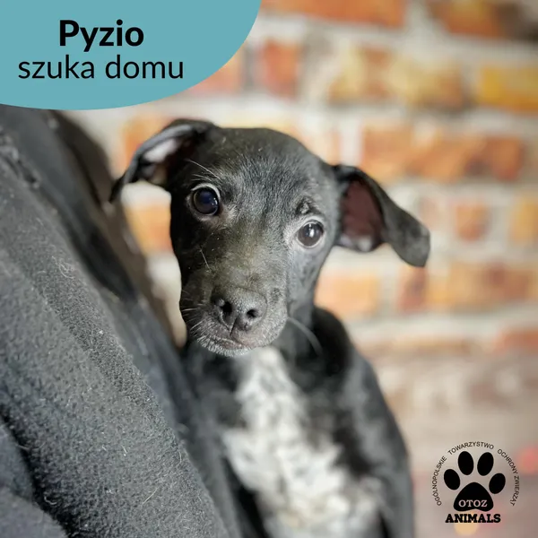 Pies do adopcji, Starogard Gdański, 16 stycznia 2023